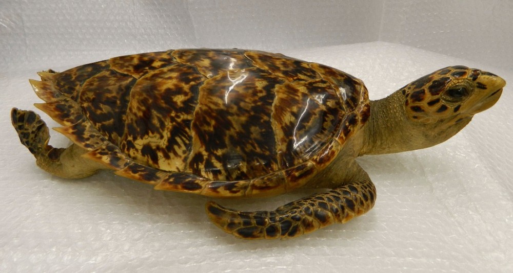 taxidermy turtle