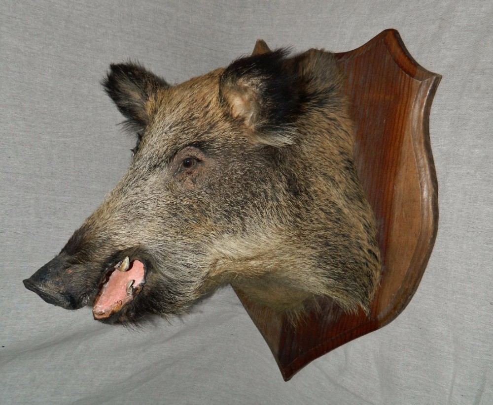 large taxidermy boars head
