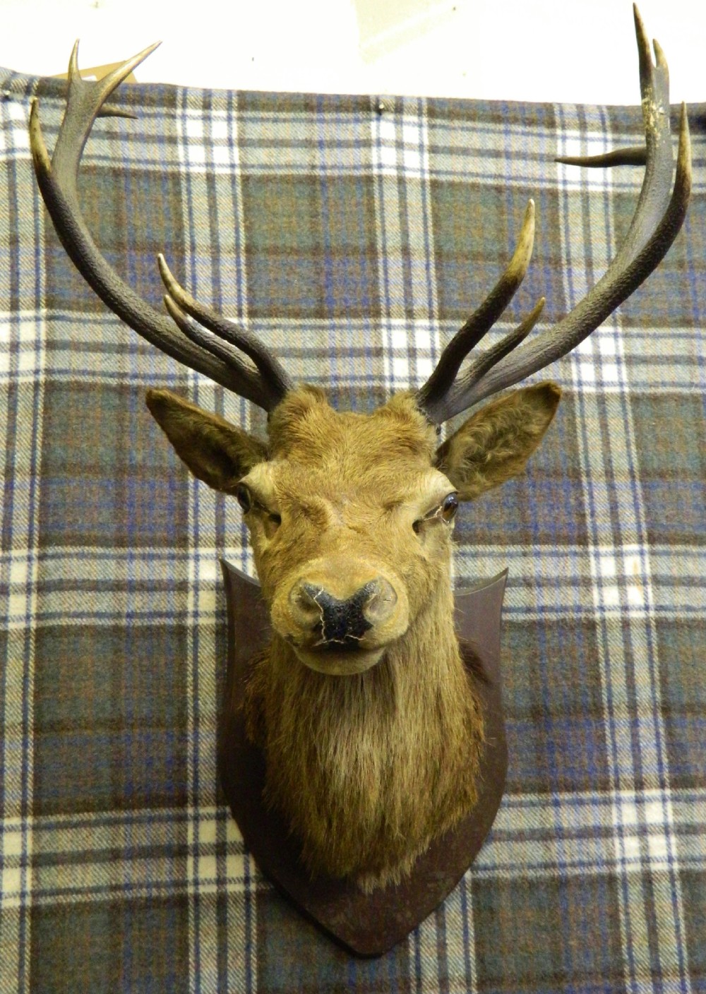 taxidermy royal stags head