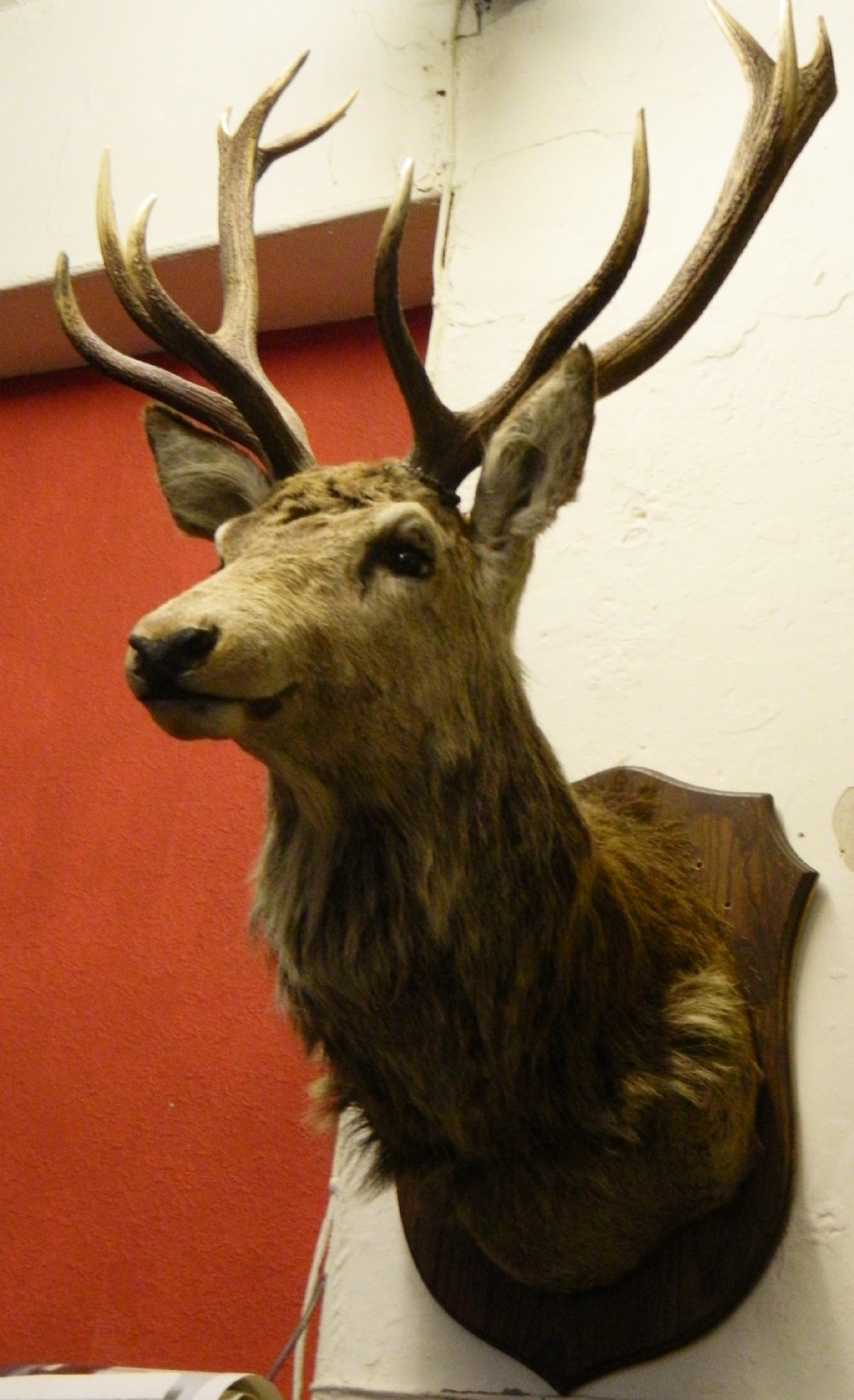 taxidermy royal stags head